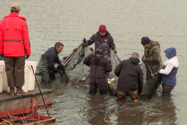 L'étang de Courtille, à Guéret, vidé de ses poissons pour cause de vidange