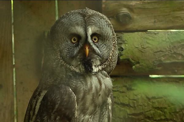 Des chouettes, une des espèces à admirer au Bois des Aigles à Bâlines (27).