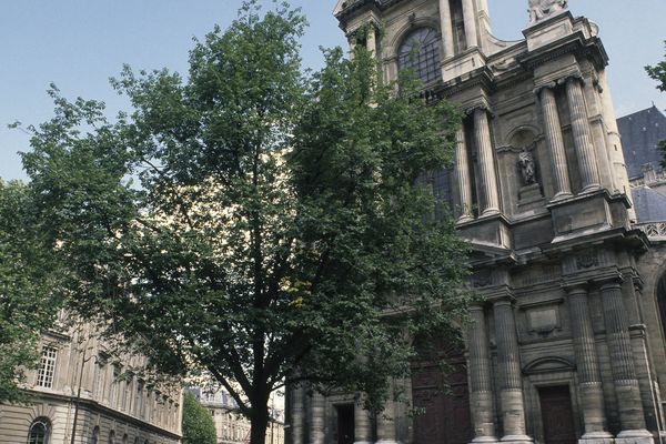 L'orme de la place Saint-Gervais à Paris