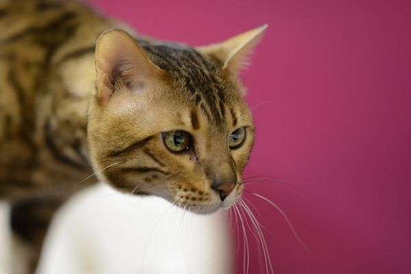 Focus Photo Sur Le Chat Du Bengale Au Salon De L Agriculture