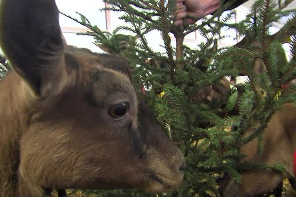 A Pralognan-la-Vanoise en Savoie, les chèvres raffolent des sapins de Noël.