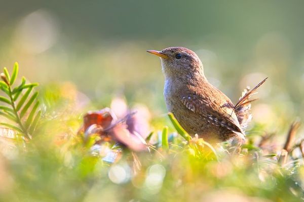 Viens à la maison, y’a le printemps qui chante !