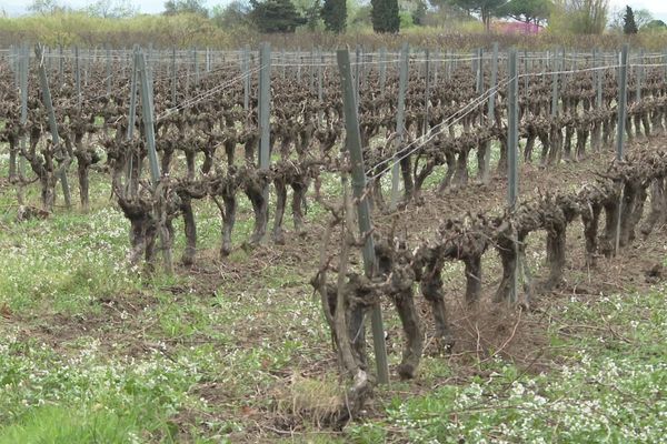 Les viticulteurs cherchent à s'adapter au changement climatique, notamment au manque d'eau qui sévit dans les Pyrénées-Orientales depuis deux ans.