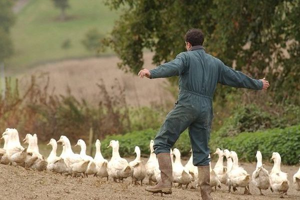 Un élevage de canards gras dans le Gers