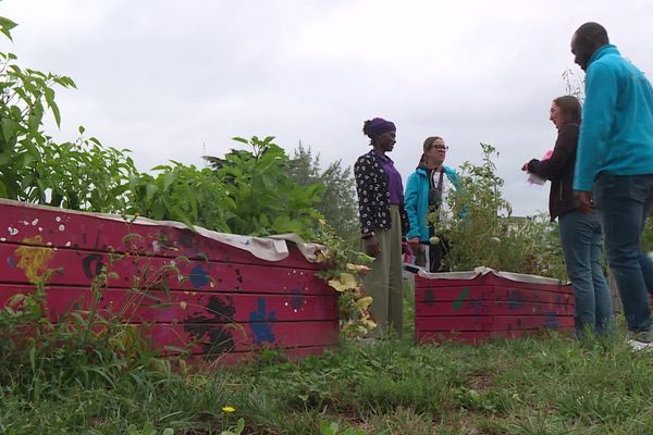 Favoriser l'agriculture urbaine, derrière la volonté de la métropole, une petite aide alimentaire pour les foyers.