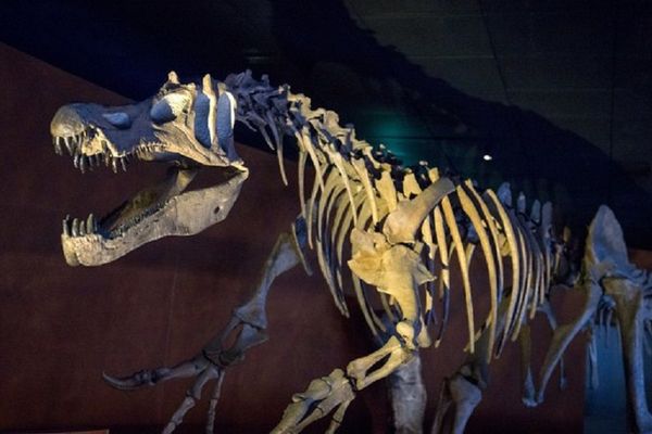 Jurassic Story, une soirée au cœur de l'actualité scientifique proposée par le Museum de Toulouse, mardi 10 juillet, à partir de 18h30.