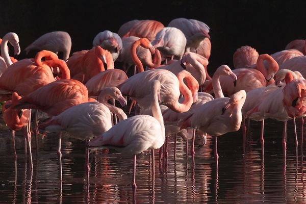 Parmi les espèces présentes dans la grande volière du Parc zoologique de Paris, les flamands roses voyagent, au gré de leur migration, du delta du Niger à la Camargue.