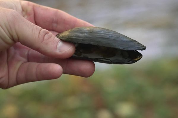 La moule perlière, vivant dans les rivières d'eau douce, est en grand danger d'extinction selon les professionnels. Elle aurait perdu à ce jour 99% de ses effectifs en France à cause du mauvais état des rivières.