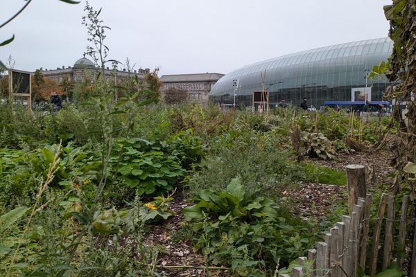 Le potager urbain de la place de la Gare à Strasbourg, le 26 octobre 2024.