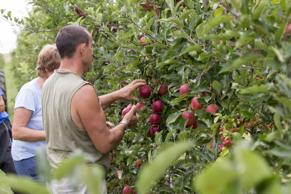 Illustre. Le syndicat des gardien.nes de troupeaux demande davantage de reconnaissance, en pleine grogne des agriculteurs.