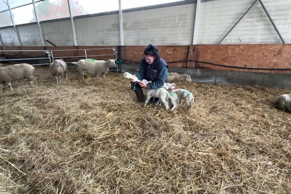 Marie-Ange Guitard, éleveuse de brebis à Saint-Jean-Ligoure (87) a subi deux attaques sur son troupeau en un an. En cause, le loup ? Non, des chiens !