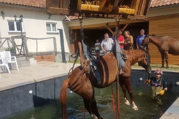 Le cheval a été sorti de la piscine par les pompiers grâce à un treuil