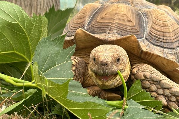 Évasion d’une tortue Sulcata dans le Gard : elle est retrouvée quelques jours plus tard et identifiée grâce à une fissure sur le nez.