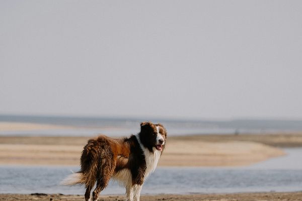 La plage est un beau terrain de jeux pour nos compagnons à quatre pattes.