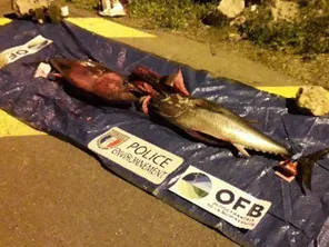 Saisies de thons rouges dans l'Aude.