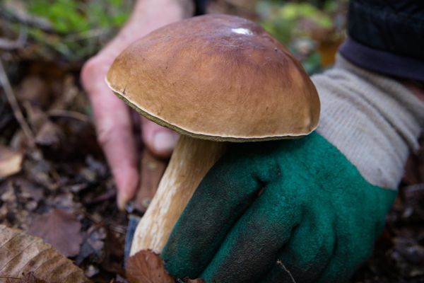 Haute Marne Attention La Cueillette Des Champignons Est Reglementee Et Controlee