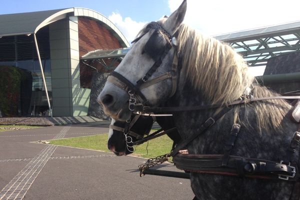 85% des chevaux de trait finissent en boucherie