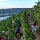 Côte-Rôtie est une appellation de 340 hectares qui se dresse face à Vienne, sur la rive droite du Rhône.