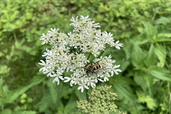 La faune et la flore de la voie des Viennes sont actuellement scrutées