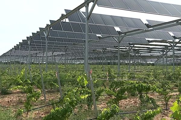 Des panneaux photovoltaïques qui fonctionnent comme des persiennes pour protéger la vigne