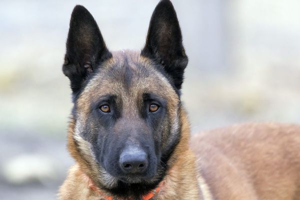 Le Malinois est le chien de berger belge le plus utilisé dans les disciplines comprenant du mordant / Illustration