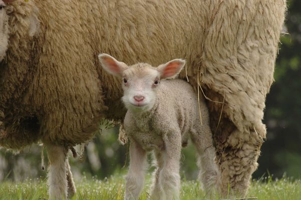 L'agneau de lait des Pyrénées obtient l'IGP