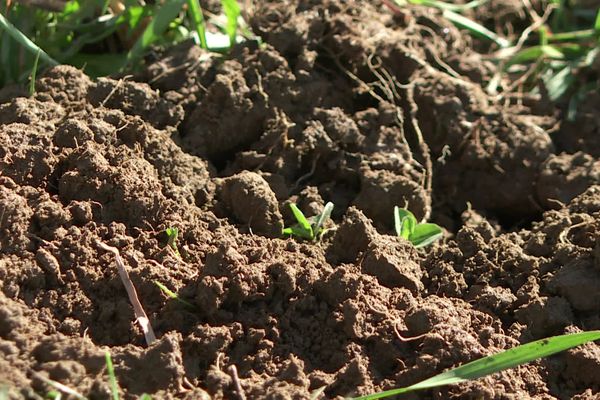 La terre est déjà particulièrement sèche.