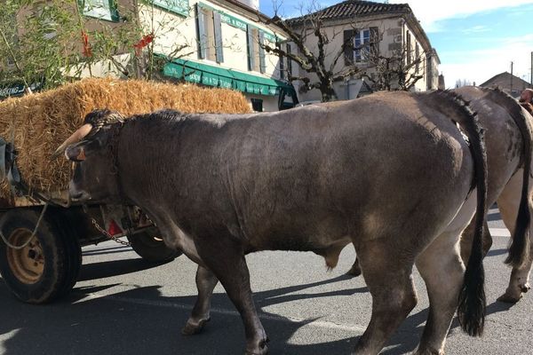 La fête des Boeufs gras est une tradition dans le sud Gironde.