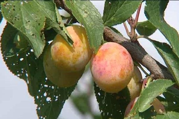 Les Mirabelles Sont En Avance