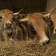 Vaches de l'Aubrac