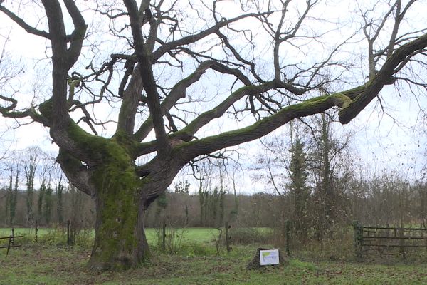 Le chêne de Pont-sur-Seine représentera le Grand Est au concours L'arbre de l'année.