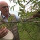 Jacques Roulleau, cultivateur de poivre de Sichuan en Bretagne