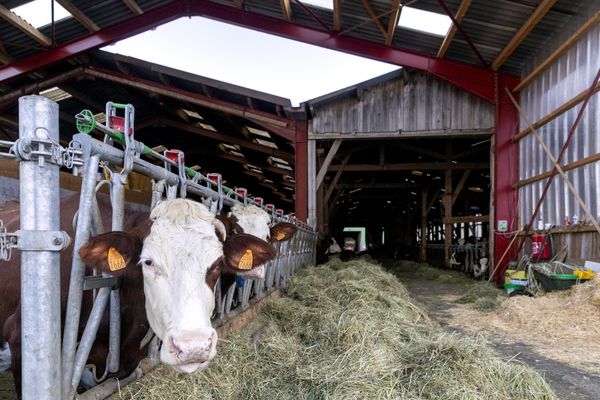 Tout le cheptel de 235 vaches a été abattu après la découverte d'un cas de brucellose parmi les animaux, a annoncé la préfecture de la Haute-Savoie, ce jeudi 6 décembre.