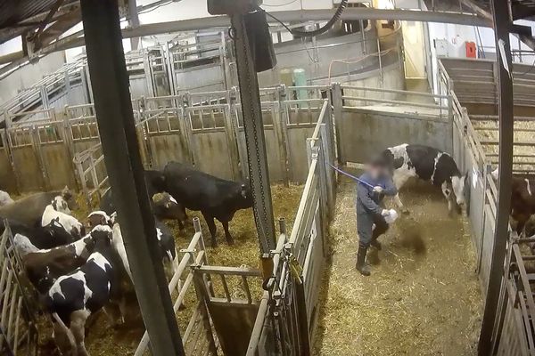 Un bouvier frappe une vache dans un enclos de l'abattoir Bigard de Venarey-les-Laumes (Côte-d'Or).