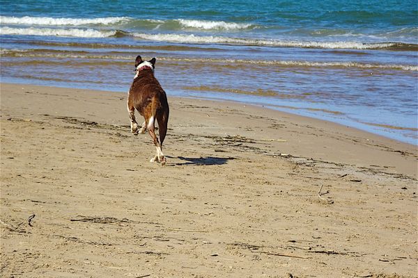 Le label Toutourisme permet de connaître les espaces les plus adaptés à la présence canine dans un lieu de vacances. 