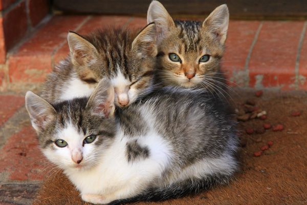 Une quinzaine de chats ont disparu sur les hauteurs de Bastia