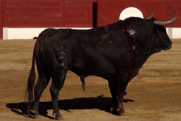 Pijotero, un grand toro de Fuente Ymbro