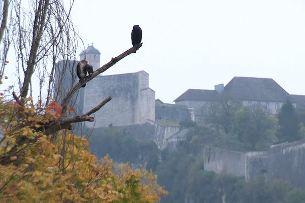Grands Cormorans au bord du Doubs à Besançon