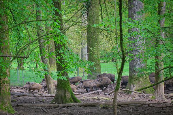 "Toto" le sanglier apprivoisé pourrait bientôt rejoindre ses congénères dans le parc animalier de Charleville-Mézières, dans le Grand-Est.