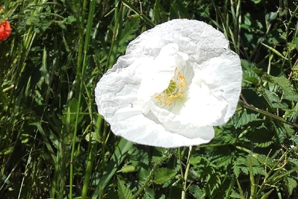 Coquelicot blanc à Montgeard (31) 