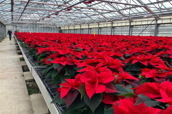 Plus de 30.000 poinsettia, aussi appelées étoiles de Noël, sont cultivées dans la famille de producteurs Sonnendrucker, dans le quartier de Koenigshoffen, à Strasbourg.