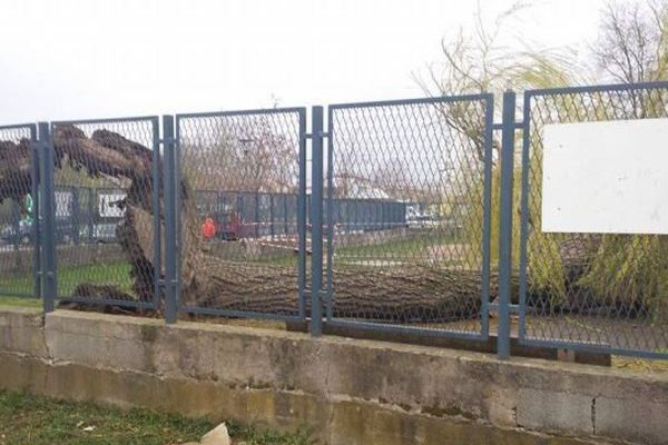 "Le vent a déraciné cette nuit cet arbre dans la cour de l'école maternelle à Jarville-la-Malgrange. Cet arbre je l'ai connu petite, il a donc plus de 40 ans." Photo envoyée mardi 31 mars 2015.