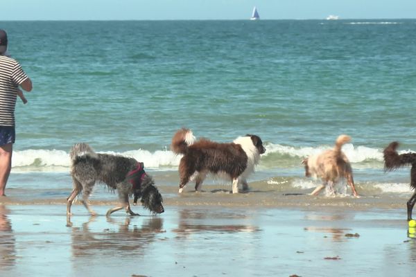 Sur cette plage de Saint-Briac en Ille-et-Vilaine, les chiens sont les bienvenus, toute l'année.