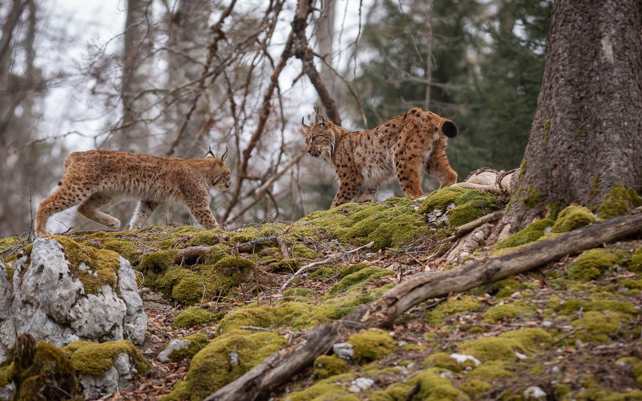 Le couple de lynx reste une trentaine de minutes avec la photographe. Un moment fort en émotions.