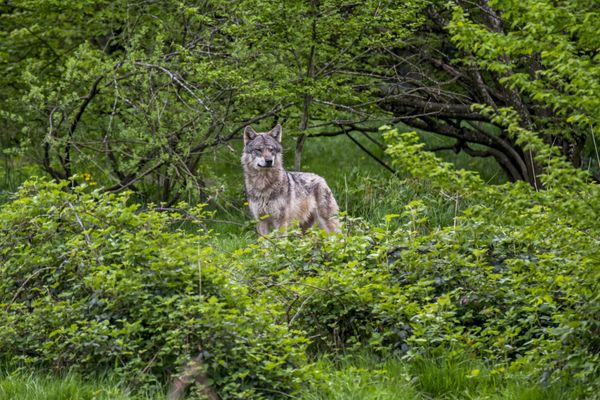 Il y aurait entre 40 et 80 loups en Isère (Illustration).