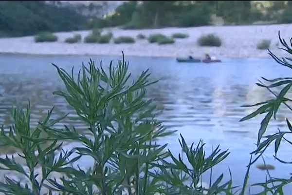 L'ambroisie colonise aussi progressivement les gorges de l'Ardèche et les rives ... 8/7/15