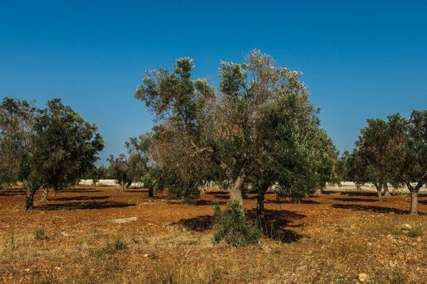 La bactérie Xylella fastidiosa a décimé des milliers d'oliviers en Italie. 