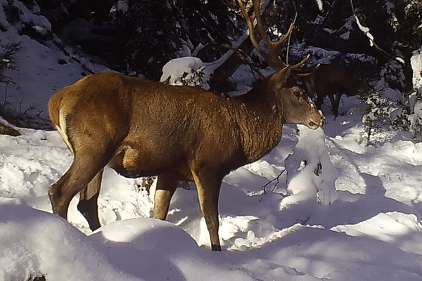 Un cerf capturé par le piège photo installé aux abords de la zone de quiétude de la réserve naturelle des Contamines-Montjoie - mars 2023