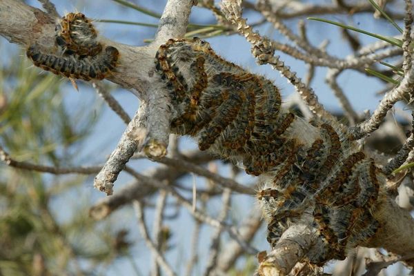 Un nid de chenilles processionnaires