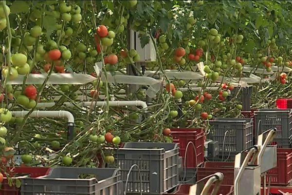 Serre de tomates à Basse-Goulaine (44)